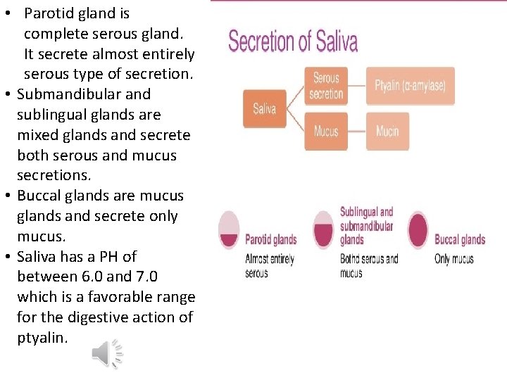  • Parotid gland is complete serous gland. It secrete almost entirely serous type