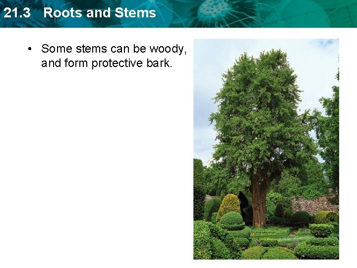 21. 3 Roots and Stems • Some stems can be woody, and form protective