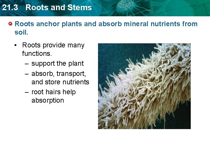 21. 3 Roots and Stems Roots anchor plants and absorb mineral nutrients from soil.