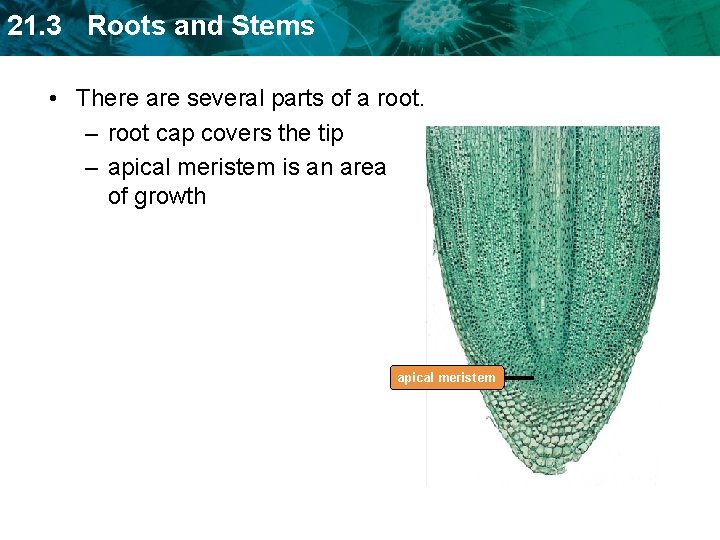 21. 3 Roots and Stems • There are several parts of a root. –