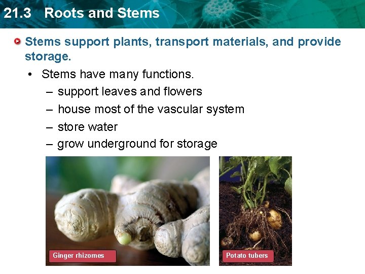 21. 3 Roots and Stems support plants, transport materials, and provide storage. • Stems