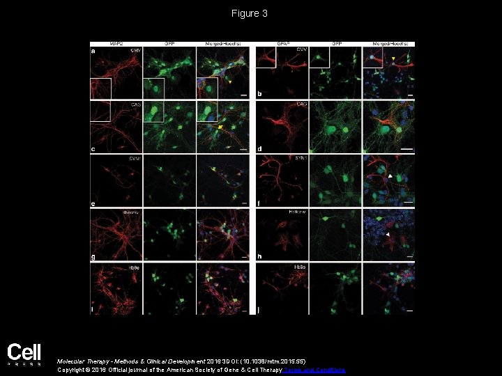 Figure 3 Molecular Therapy - Methods & Clinical Development 2016 3 DOI: (10. 1038/mtm.
