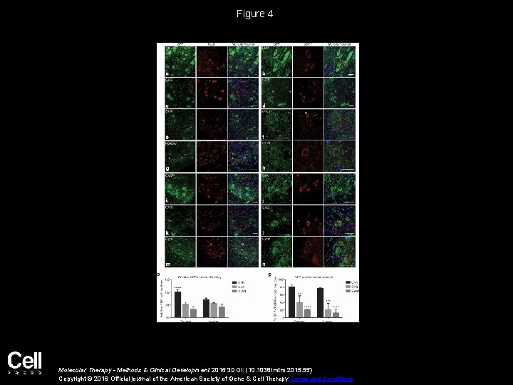 Figure 4 Molecular Therapy - Methods & Clinical Development 2016 3 DOI: (10. 1038/mtm.