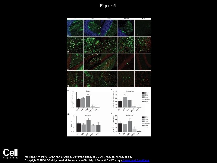 Figure 5 Molecular Therapy - Methods & Clinical Development 2016 3 DOI: (10. 1038/mtm.