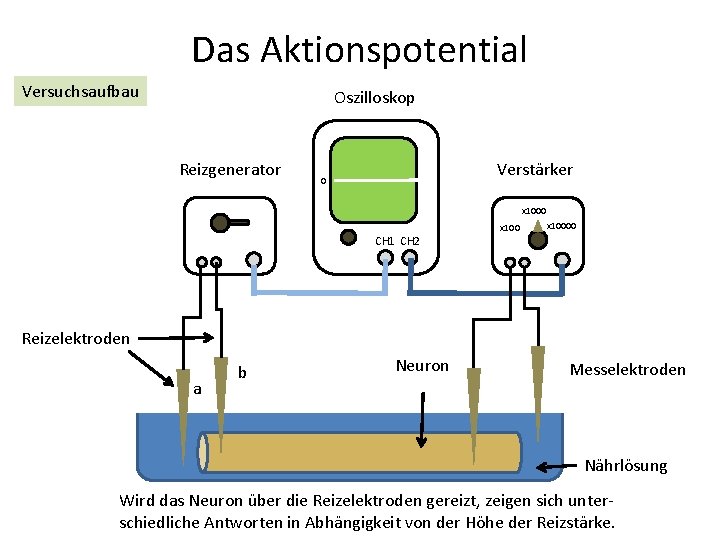 Das Aktionspotential Versuchsaufbau Oszilloskop Reizgenerator 0 Verstärker CH 1 x 1000 CH 1 CH