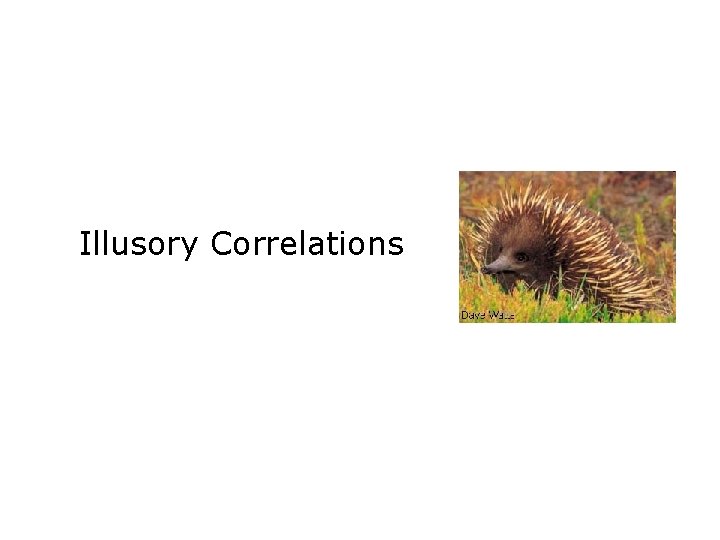 Illusory Correlations 