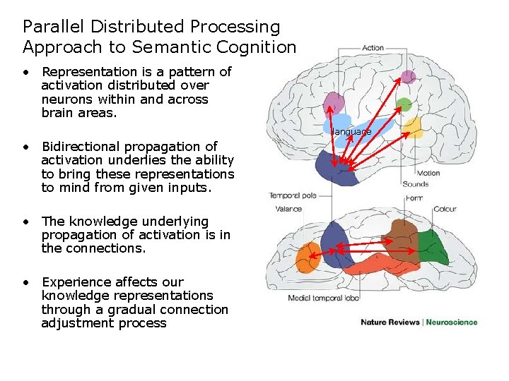 Parallel Distributed Processing Approach to Semantic Cognition • Representation is a pattern of activation