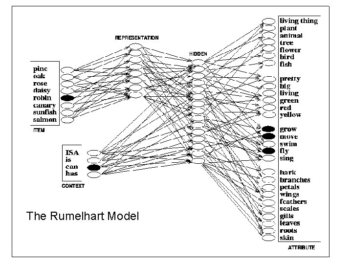 The Rumelhart Model 