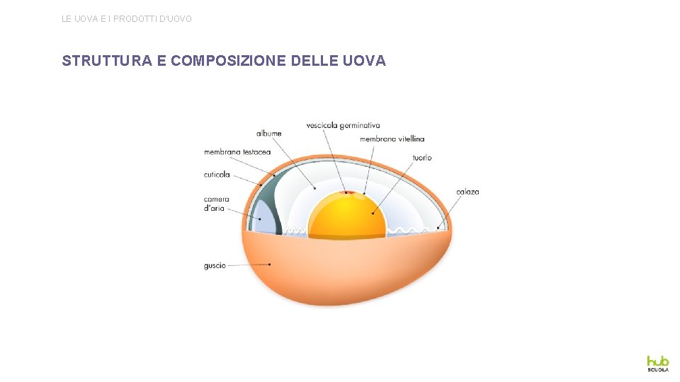 LE UOVA E I PRODOTTI D’UOVO STRUTTURA E COMPOSIZIONE DELLE UOVA 