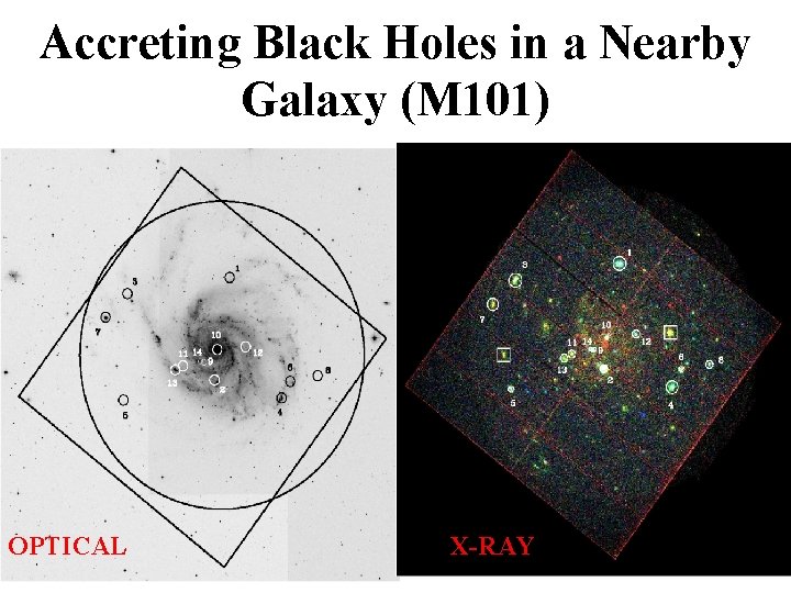 Accreting Black Holes in a Nearby Galaxy (M 101) OPTICAL X-RAY 