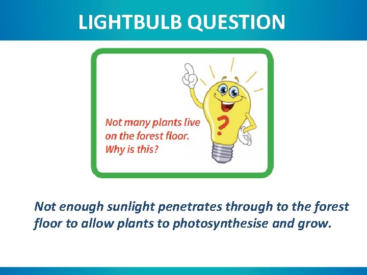 LIGHTBULB QUESTION Not enough sunlight penetrates through to the forest floor to allow plants
