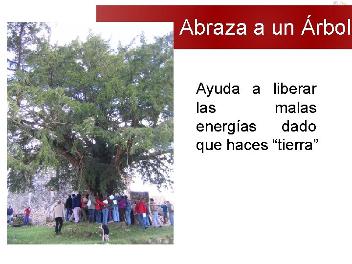 Abraza a un Árbol Ayuda a liberar las malas energías dado que haces “tierra”