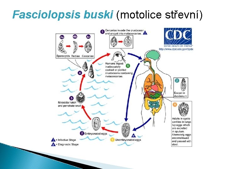 Fasciolopsis buski (motolice střevní) 