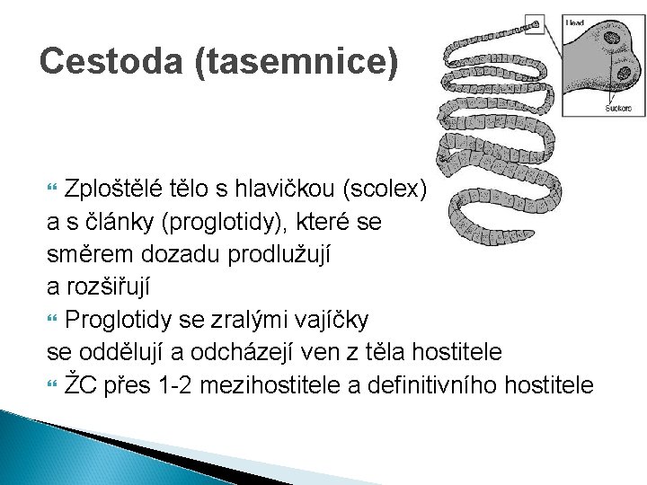 Cestoda (tasemnice) Zploštělé tělo s hlavičkou (scolex) a s články (proglotidy), které se směrem