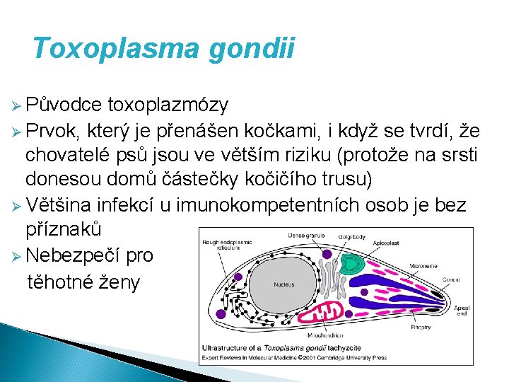 Toxoplasma gondii Ø Původce toxoplazmózy Ø Prvok, který je přenášen kočkami, i když se