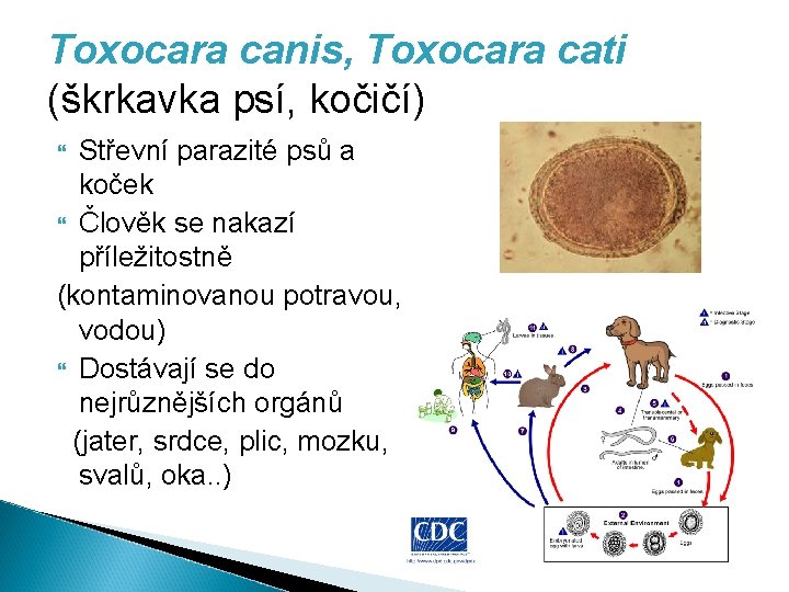 Toxocara canis, Toxocara cati (škrkavka psí, kočičí) Střevní parazité psů a koček Člověk se