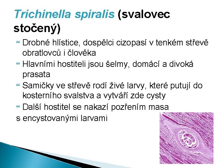 Trichinella spiralis (svalovec stočený) Drobné hlístice, dospělci cizopasí v tenkém střevě obratlovců i člověka