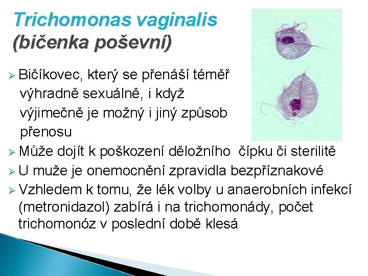 Trichomonas vaginalis (bičenka poševní) Ø Bičíkovec, který se přenáší téměř výhradně sexuálně, i když