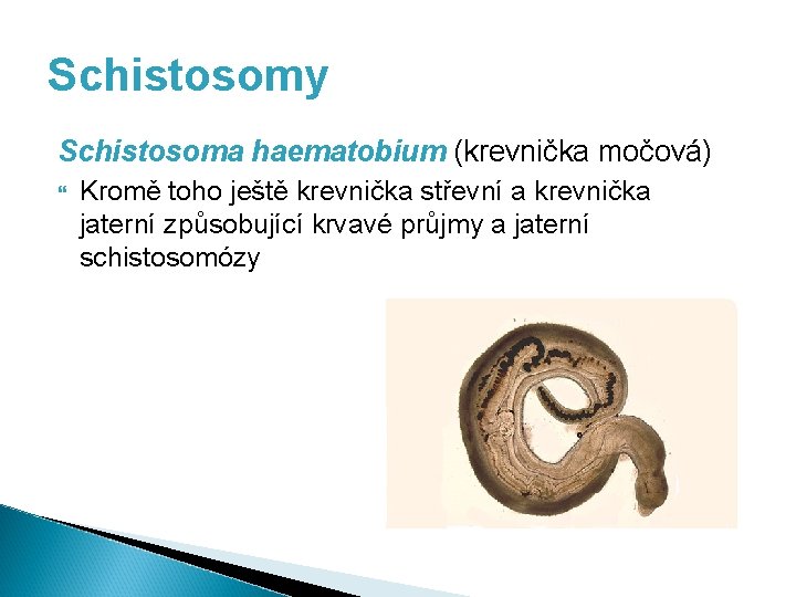 Schistosomy Schistosoma haematobium (krevnička močová) Kromě toho ještě krevnička střevní a krevnička jaterní způsobující