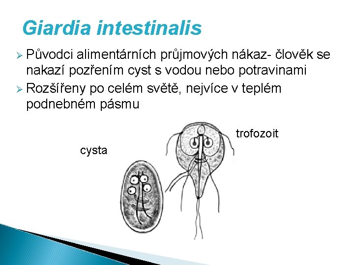 Giardia intestinalis Ø Původci alimentárních průjmových nákaz- člověk se nakazí pozřením cyst s vodou