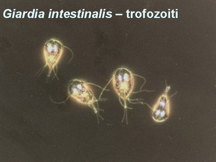 Giardia intestinalis – trofozoiti 