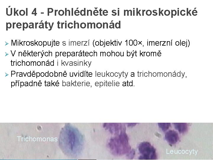 Úkol 4 - Prohlédněte si mikroskopické preparáty trichomonád Ø Mikroskopujte s imerzí (objektiv 100×,