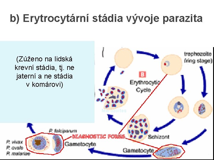 b) Erytrocytární stádia vývoje parazita (Zúženo na lidská krevní stádia, tj. ne jaterní a