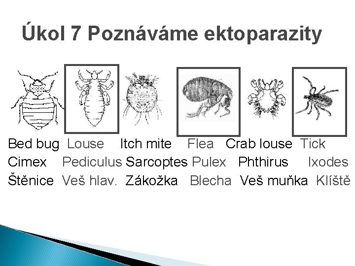 Úkol 7 Poznáváme ektoparazity Bed bug Louse Itch mite Flea Crab louse Tick Cimex