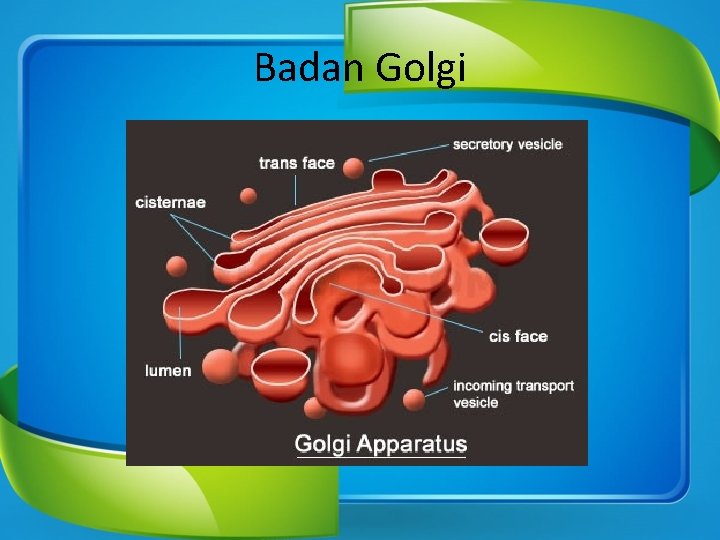Badan Golgi 