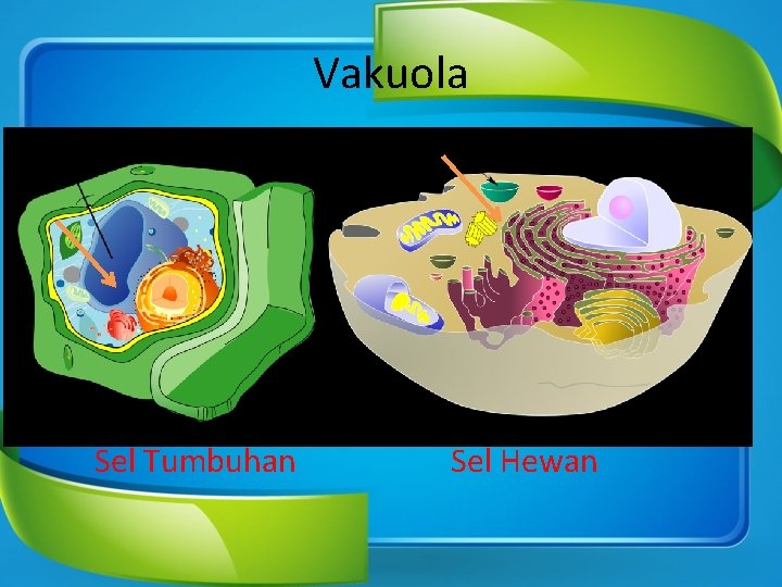 Vakuola Sel Tumbuhan Sel Hewan 