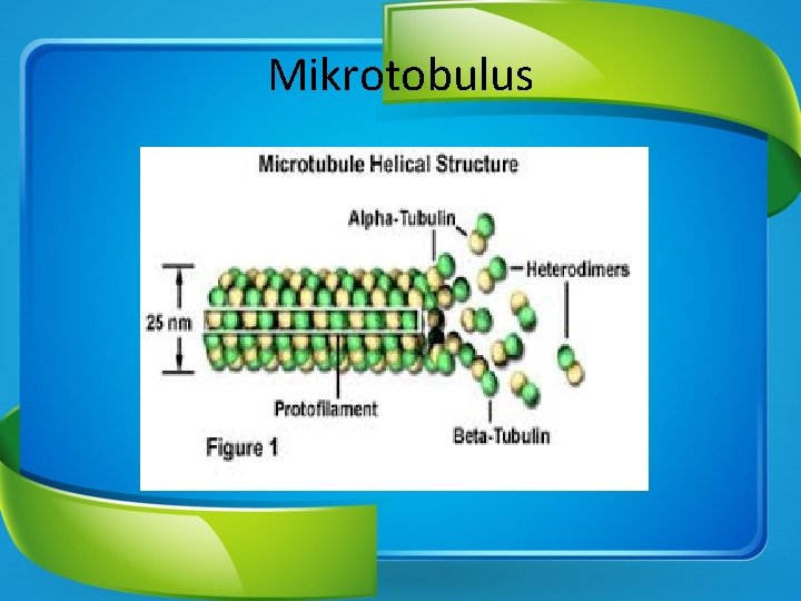 Mikrotobulus 