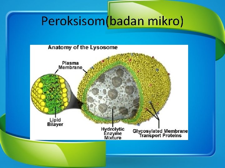 Peroksisom(badan mikro) 