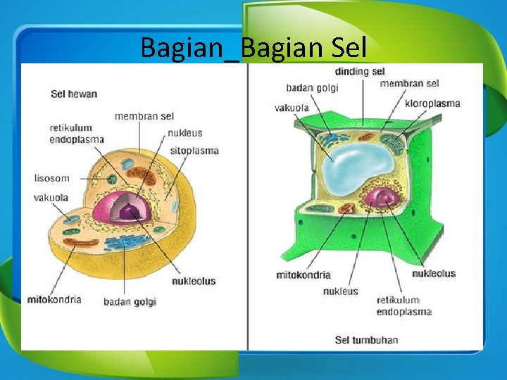 Bagian_Bagian Sel 