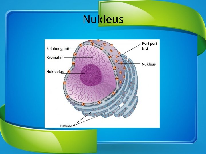 Nukleus 