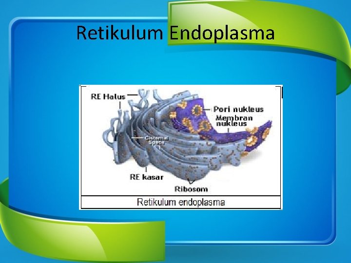 Retikulum Endoplasma 