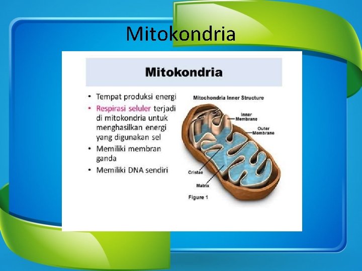 Mitokondria 