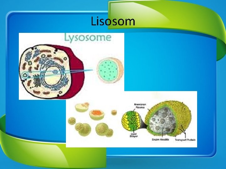 Lisosom 