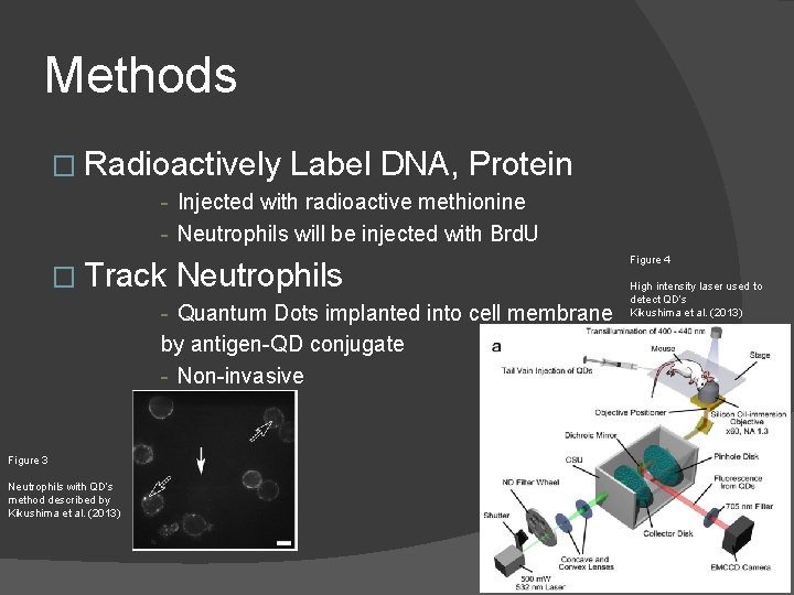 Methods � Radioactively Label DNA, Protein - Injected with radioactive methionine - Neutrophils will