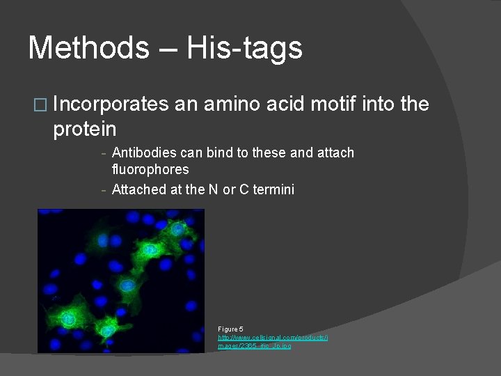 Methods – His-tags � Incorporates an amino acid motif into the protein - Antibodies