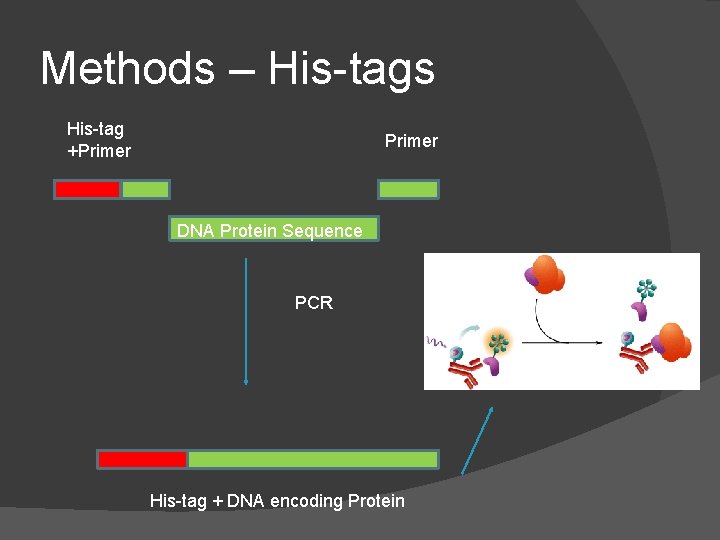 Methods – His-tags His-tag +Primer DNA Protein Sequence PCR His-tag + DNA encoding Protein