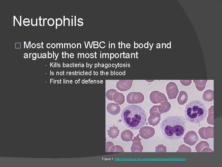 Neutrophils � Most common WBC in the body and arguably the most important -