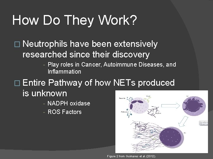 How Do They Work? � Neutrophils have been extensively researched since their discovery -