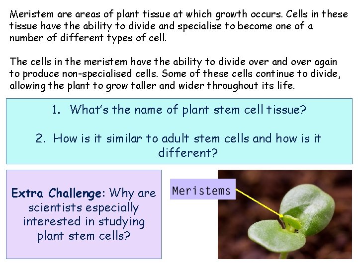 Meristem areas of plant tissue at which growth occurs. Cells in these tissue have