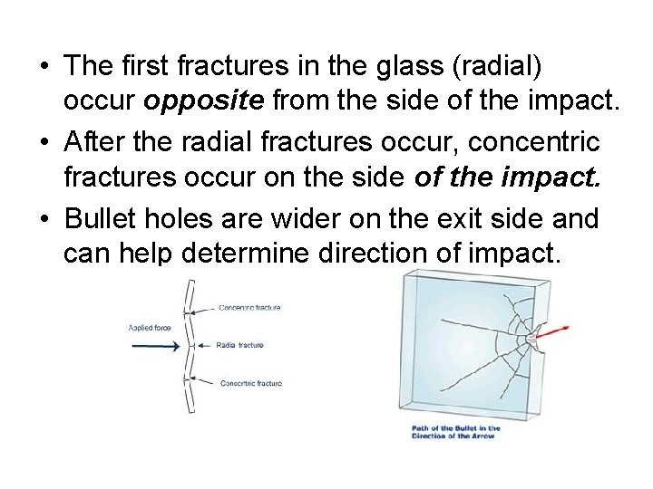  • The first fractures in the glass (radial) occur opposite from the side