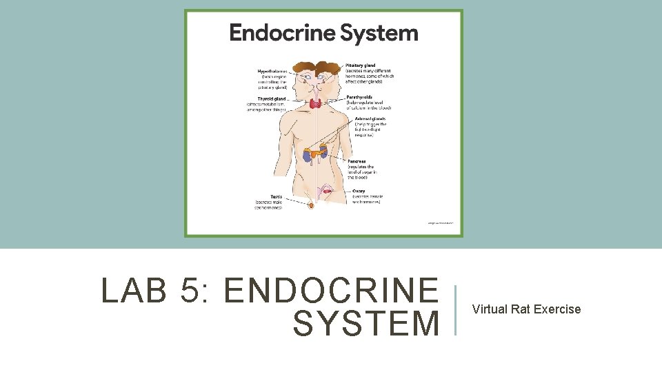 LAB 5: ENDOCRINE SYSTEM Virtual Rat Exercise 