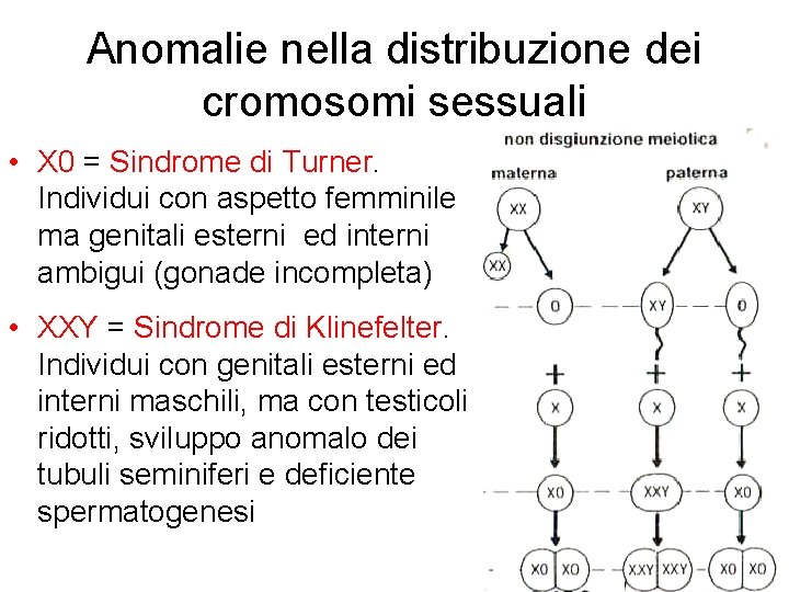 Anomalie nella distribuzione dei cromosomi sessuali • X 0 = Sindrome di Turner. Individui