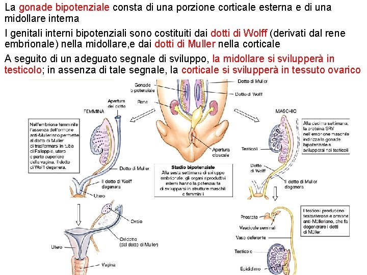 La gonade bipotenziale consta di una porzione corticale esterna e di una midollare interna