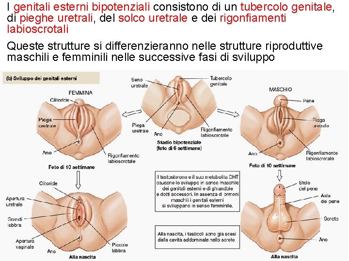 I genitali esterni bipotenziali consistono di un tubercolo genitale, di pieghe uretrali, del solco