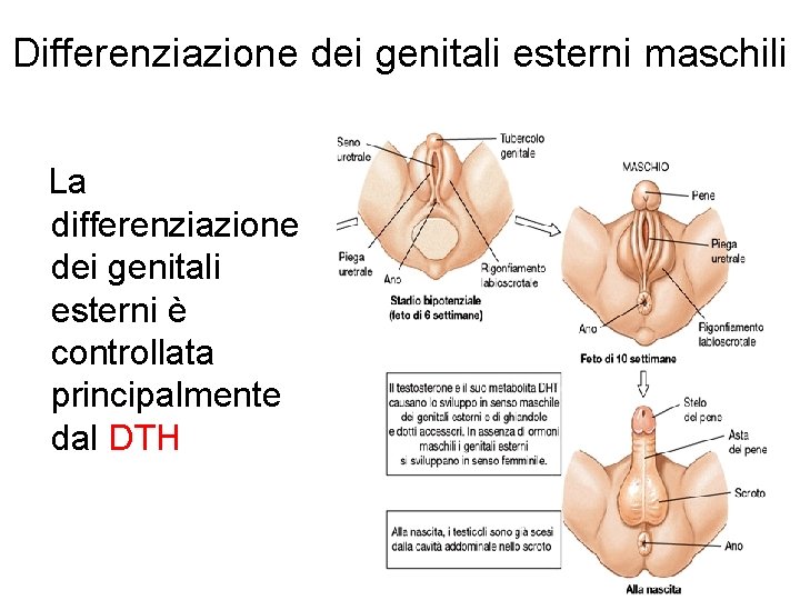 Differenziazione dei genitali esterni maschili La differenziazione dei genitali esterni è controllata principalmente dal