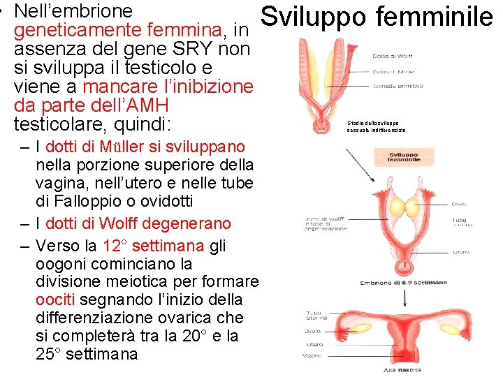 • Nell’embrione Sviluppo geneticamente femmina, in assenza del gene SRY non si sviluppa